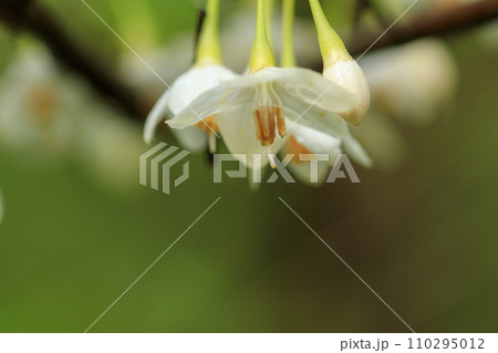 春の森景色　エゴノキの白い花 110295012