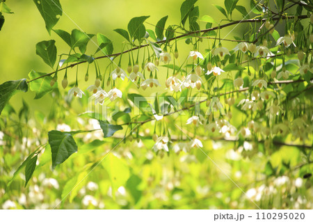 春の森景色　満開のエゴノキの白い花 110295020