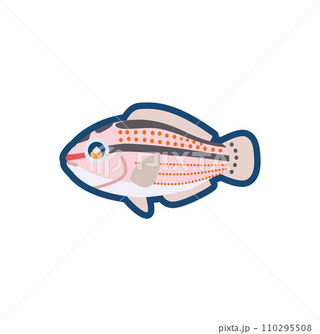 かわいいキュウセン(メス)のイラスト かわいいキュウセン(メス)のイラスト 110295508