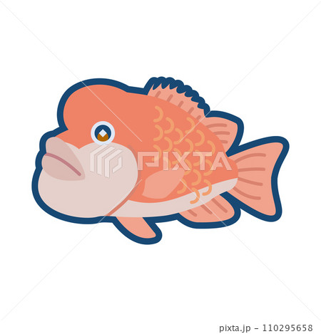 かわいいコブダイのイラスト 110295658