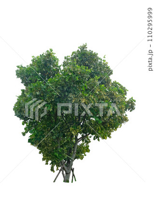 Indian Coral Tree 110295999