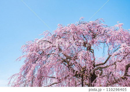 麻績の里舞台桜 麻績の里舞台桜 110296405