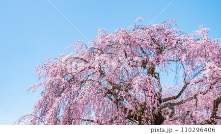 麻績の里舞台桜 麻績の里舞台桜 110296406