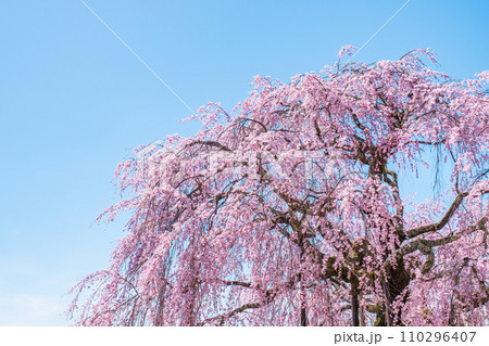 麻績の里舞台桜 110296407