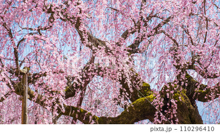 麻績の里舞台桜 110296410