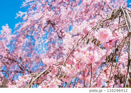 麻績の里舞台桜 110296412