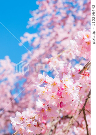 麻績の里舞台桜 110296442