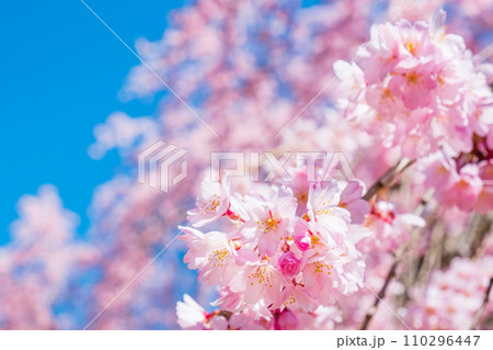 麻績の里舞台桜 110296447