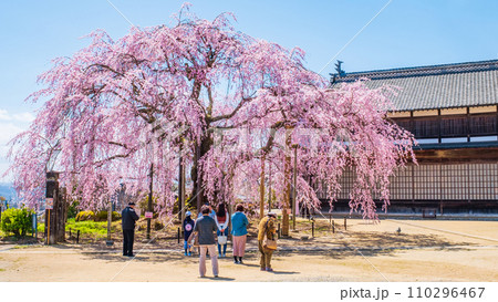 麻績の里舞台桜 110296467