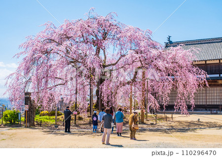 麻績の里舞台桜 110296470