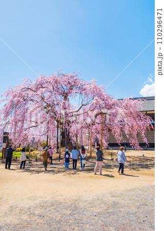 麻績の里舞台桜 110296471