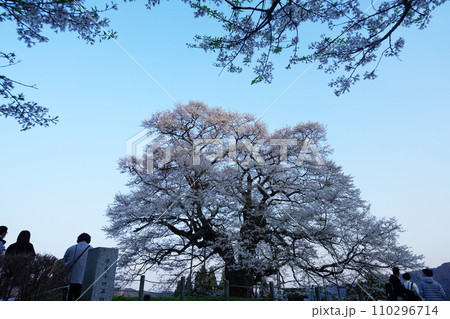 醍醐桜3458 110296714