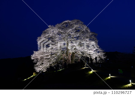 醍醐桜3479 醍醐桜3479 110296727