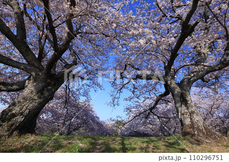 さくら9997 さくら9997 110296751