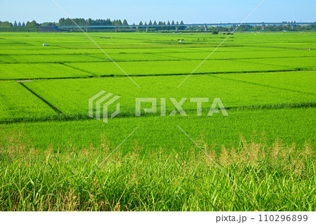 夏の田園風景 荒川河川敷 荒川土手からの眺め さいたま市 夏の田園風景 荒川河川敷 荒川土手からの眺め さいたま市 110296899