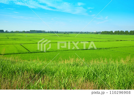 夏の田園風景　荒川河川敷　荒川土手からの眺め　さいたま市　 110296908