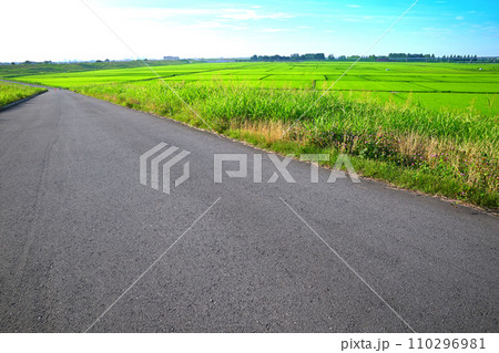 夏の田園風景　荒川河川敷　荒川土手からの眺め　さいたま市　 110296981