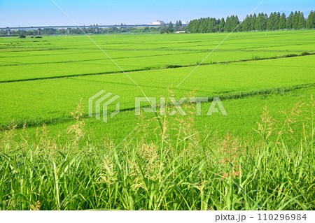 夏の田園風景 荒川河川敷 荒川土手からの眺め さいたま市 夏の田園風景 荒川河川敷 荒川土手からの眺め さいたま市 110296984