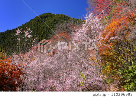 埼玉県児玉郡神川町矢納 冬桜の名所町立城峯公園 山をバックに満開の冬桜と紅葉 埼玉県児玉郡神川町矢納 冬桜の名所町立城峯公園 山をバックに満開の冬桜と紅葉 110296995