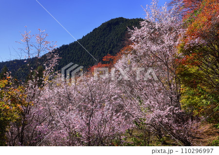 埼玉県児玉郡神川町矢納 冬桜の名所町立城峯公園 山をバックに満開の冬桜と紅葉 埼玉県児玉郡神川町矢納 冬桜の名所町立城峯公園 山をバックに満開の冬桜と紅葉 110296997