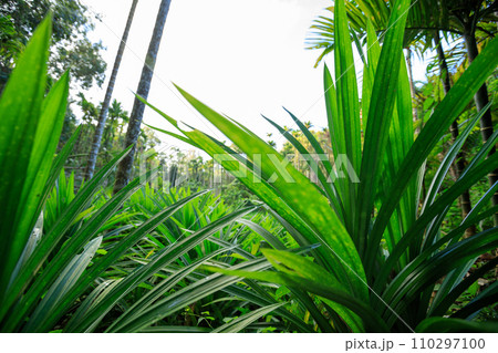 Pandan leaves grow in tropical forest Pandan leaves grow in tropical forest 110297100