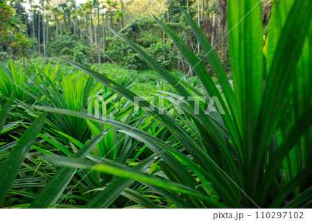 Pandan leaves grow in tropical forest 110297102