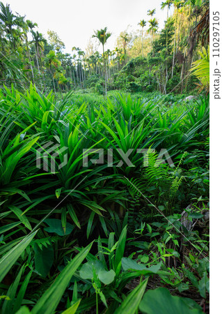 Pandan leaves grow in tropical forest Pandan leaves grow in tropical forest 110297105