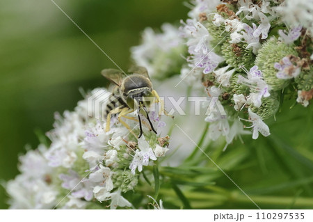 生き物　昆虫　ニッポンハナダカバチ、緑色の大きな複眼に尖った鼻先。触角の生える場所が独特 110297535