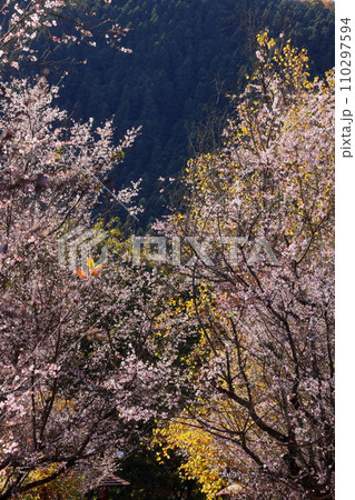 埼玉県児玉郡神川町矢納 冬桜の名所町立城峯公園の冬桜と園内の黄葉 埼玉県児玉郡神川町矢納 冬桜の名所町立城峯公園の冬桜と園内の黄葉 110297594