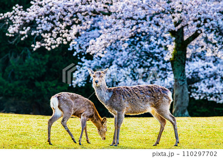 奈良公園 鹿と桜 奈良公園 鹿と桜 110297702