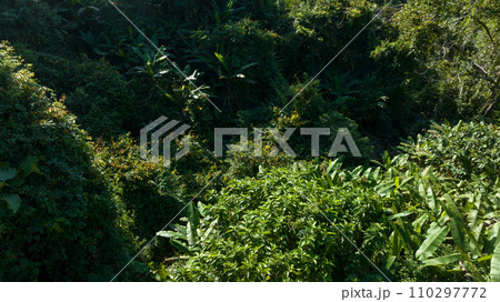 Aerial view of tropical forest landscape 110297772