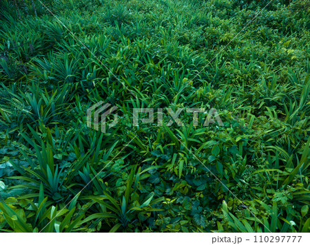 Pandan leaves grow in tropical forest Pandan leaves grow in tropical forest 110297777