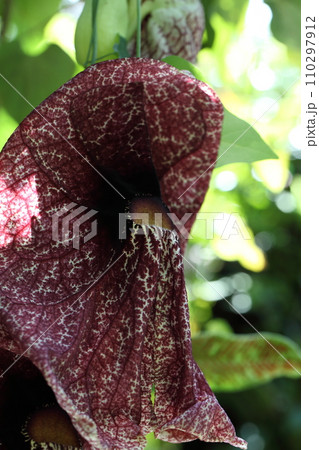 アリストロキア・ギガンテアの花 110297912