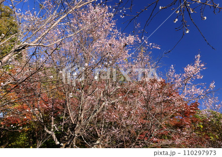 埼玉県児玉郡神川町矢納 冬桜の名所町立城峯公園の満開の冬桜ともみじなどの紅葉 埼玉県児玉郡神川町矢納 冬桜の名所町立城峯公園の満開の冬桜ともみじなどの紅葉 110297973