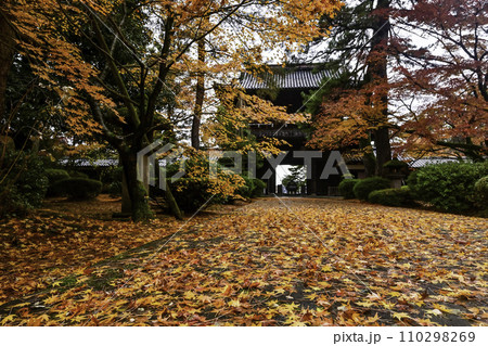雨上がりの天徳院の紅葉 雨上がりの天徳院の紅葉 110298269
