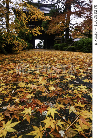 雨上がりの天徳院の紅葉 雨上がりの天徳院の紅葉 110298270