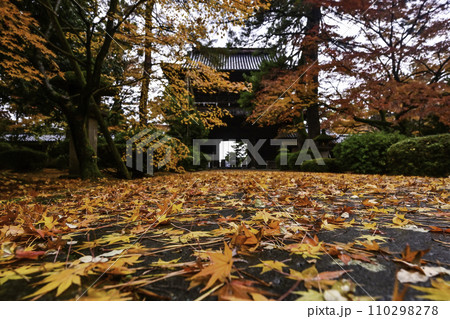 雨上がりの天徳院の紅葉 雨上がりの天徳院の紅葉 110298278