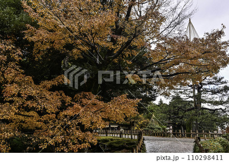 晩秋の紅葉が美しい兼六園の写真素材 [110298411] - PIXTA