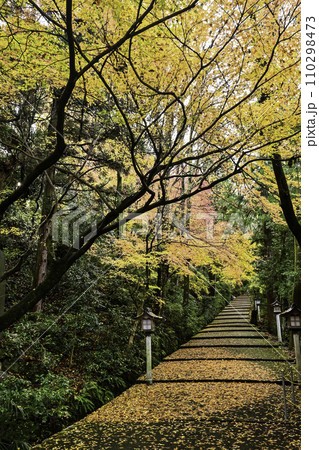 晩秋の白山比咩神社の紅葉 晩秋の白山比咩神社の紅葉 110298473