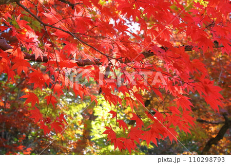秋の風景 紅葉 秋の風景 紅葉 110298793
