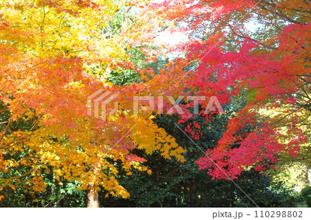 秋の風景　紅葉 110298802