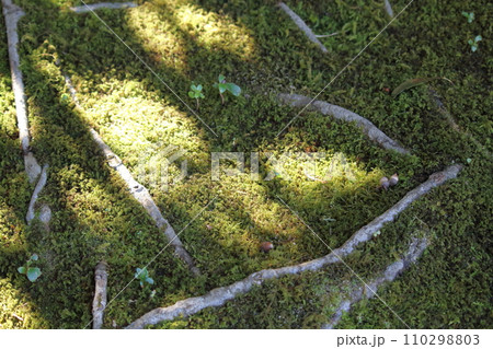 苔と木の根 110298803