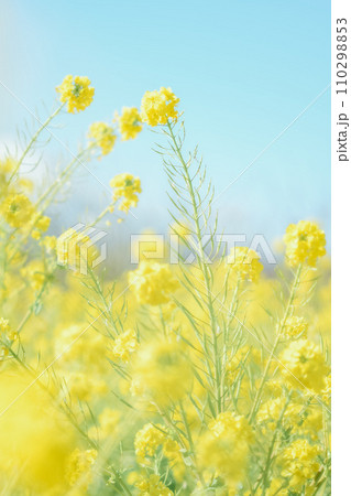 青空に向かって咲く菜の花 110298853