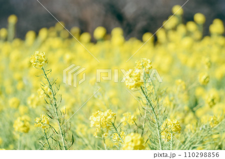 黄色い菜の花 110298856