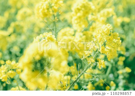 黄色い菜の花 110298857