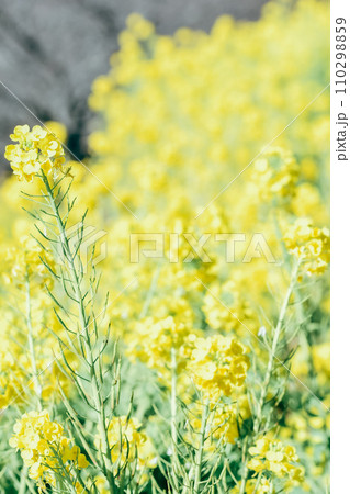 黄色い菜の花 110298859