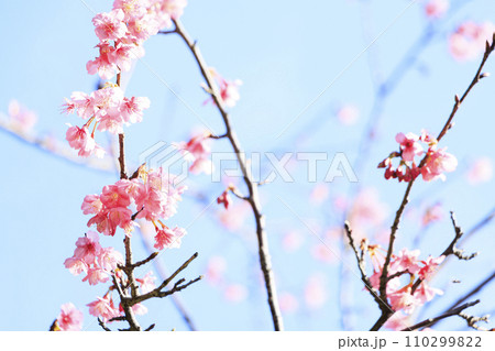 春の訪れを告げる寒緋桜(もしくは河津桜)神奈川県三浦市城ヶ島 春の訪れを告げる寒緋桜(もしくは河津桜)神奈川県三浦市城ヶ島 110299822