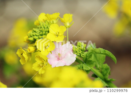 春の訪れを告げる菜の花と桜の花 春の訪れを告げる菜の花と桜の花 110299976