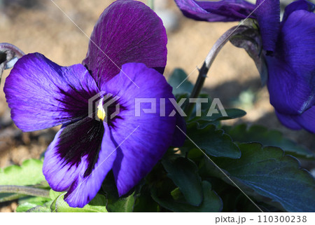 パンジー 110300238