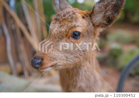 厳島（宮島）のニホンジカ 110300452